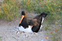 Brütender Vogel am Strand