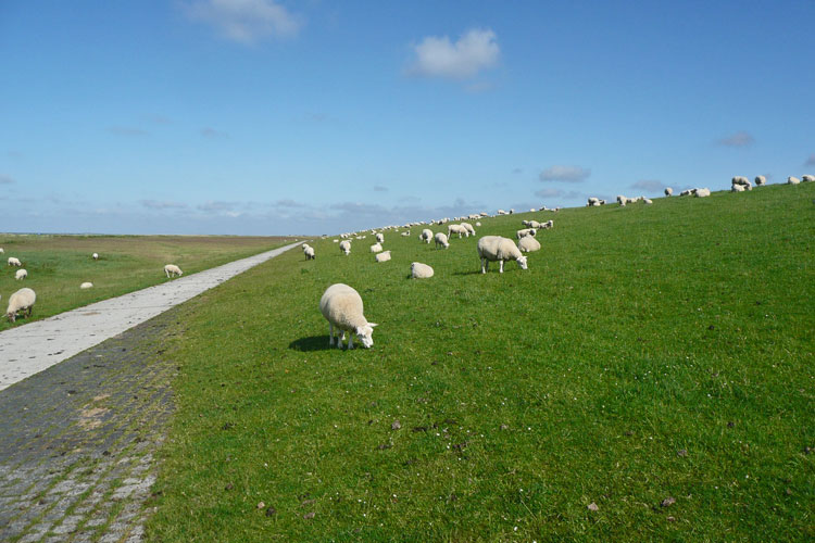 Schafe weiden auf dem Deich