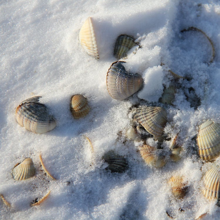Muscheln im Schnee