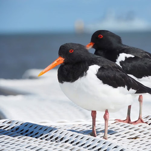 2 Vögel auf einem Strandkorb