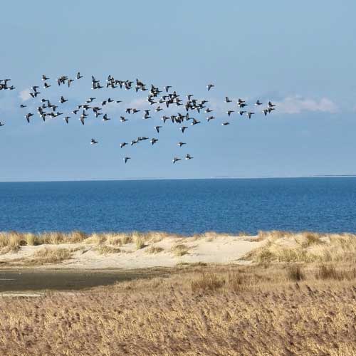 Vogelschwarm über der Nordsee