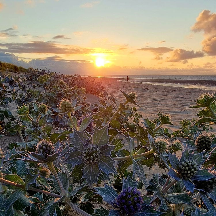 Stranddisteln im Sonenuntergang